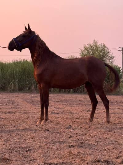 brand Ghori for sale