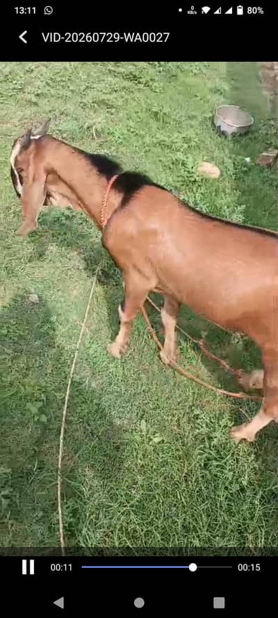 Bakry for sale