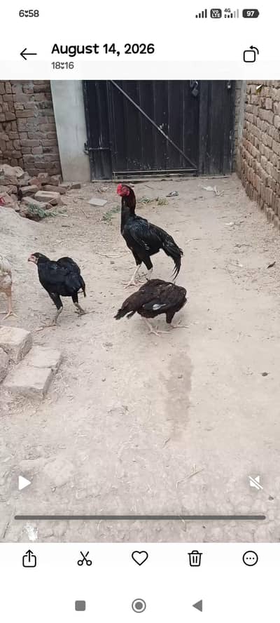 aseel hens and aseel rooster and chicks