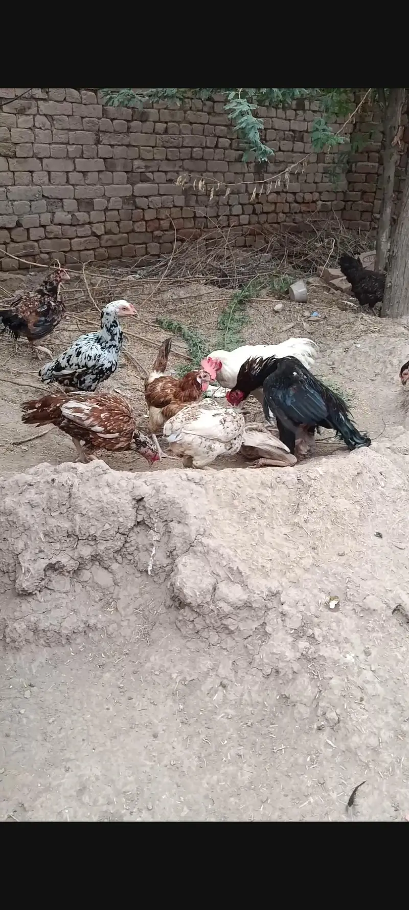 aseel hens and aseel rooster and chicks — photo 2