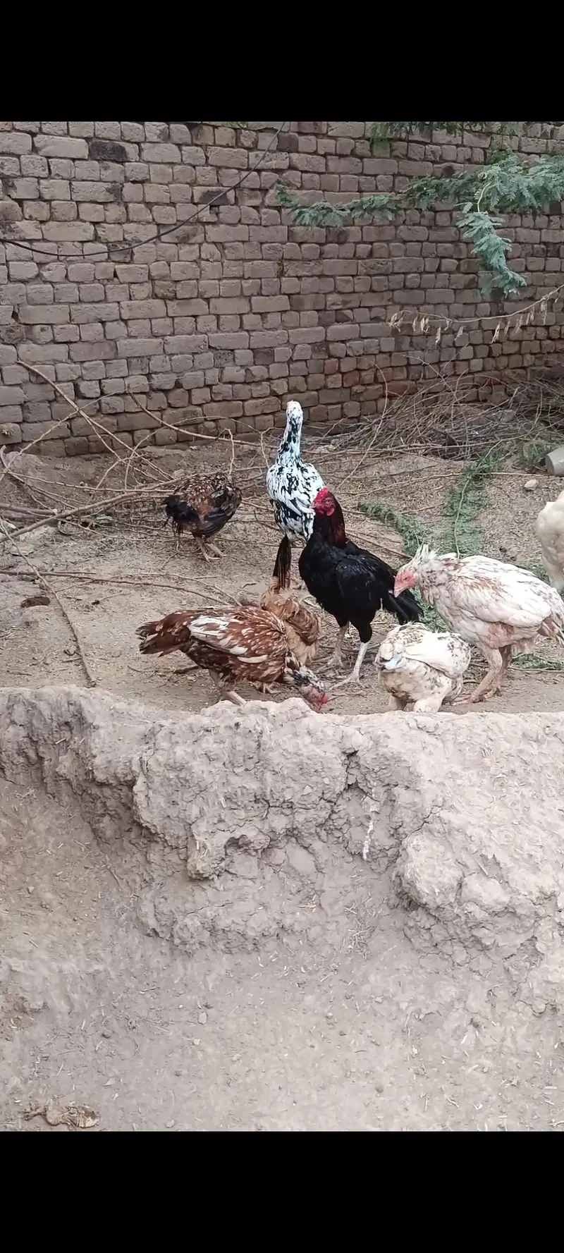 aseel hens and aseel rooster and chicks — photo 3