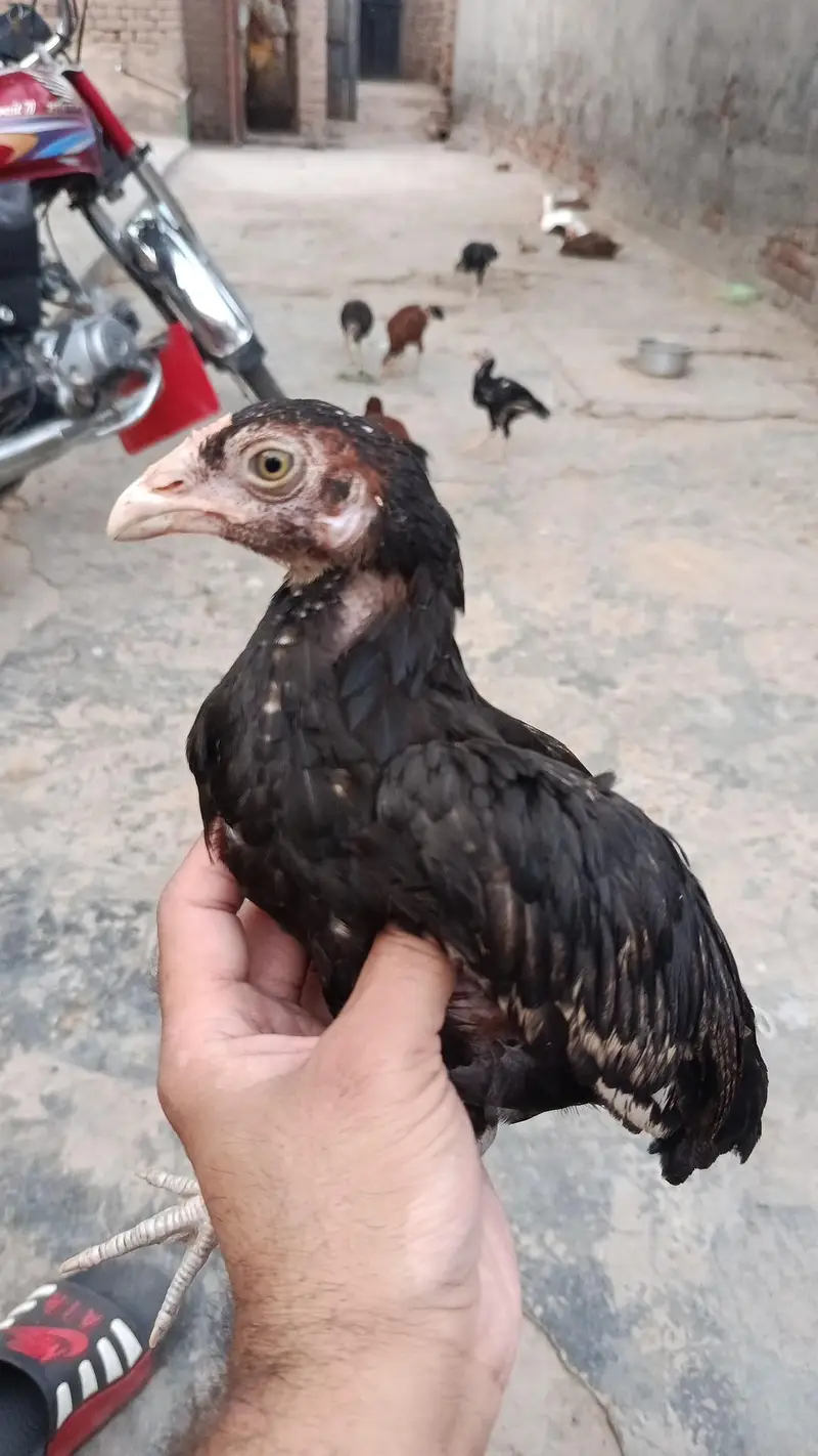aseel hens and aseel rooster and chicks — photo 4