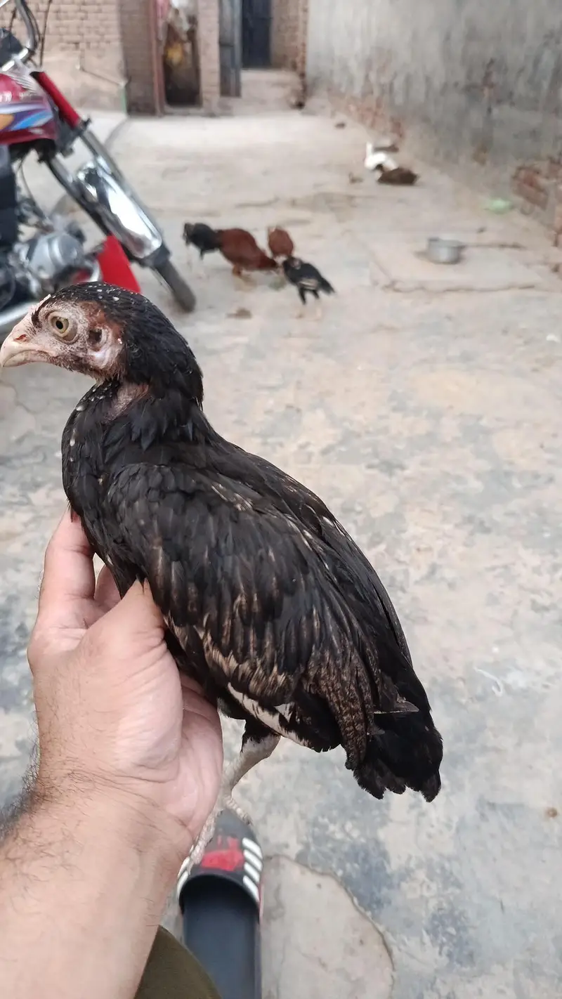 aseel hens and aseel rooster and chicks — photo 5