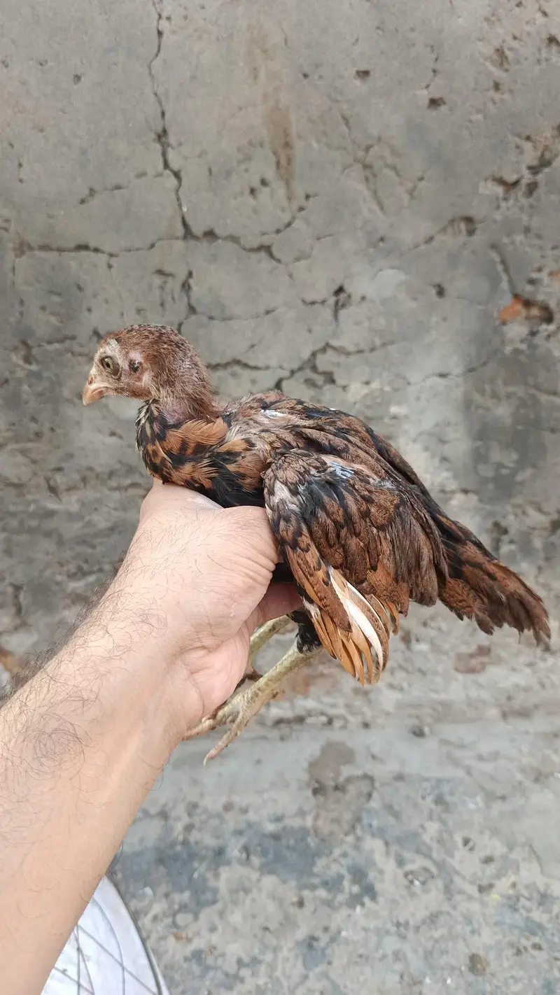 aseel hens and aseel rooster and chicks — photo 6