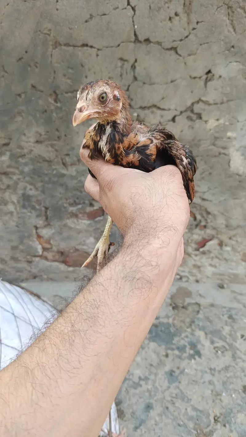 aseel hens and aseel rooster and chicks — photo 7