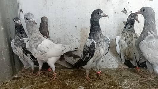 teddy pigeon parwazi bachy