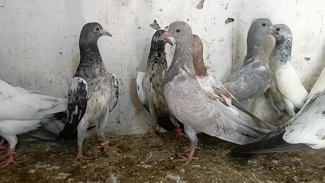 teddy pigeon parwazi bachy — photo 2