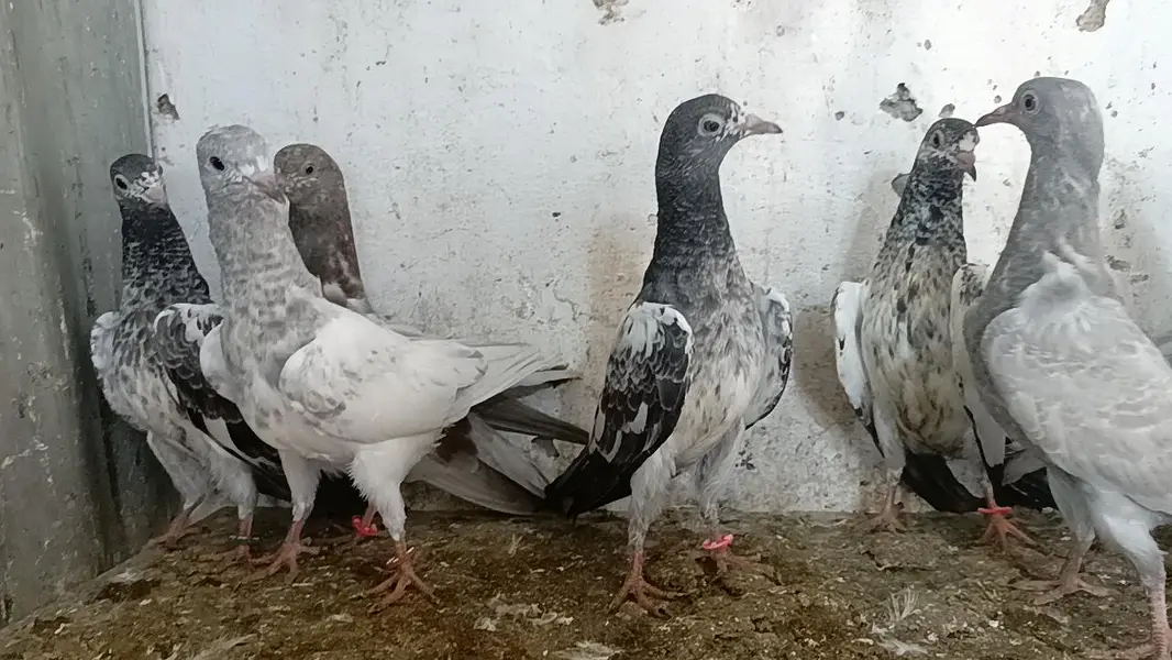 teddy pigeon parwazi bachy — photo 3