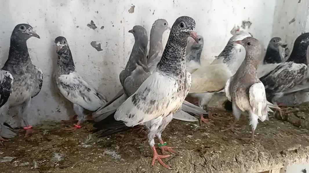 teddy pigeon parwazi bachy — photo 4