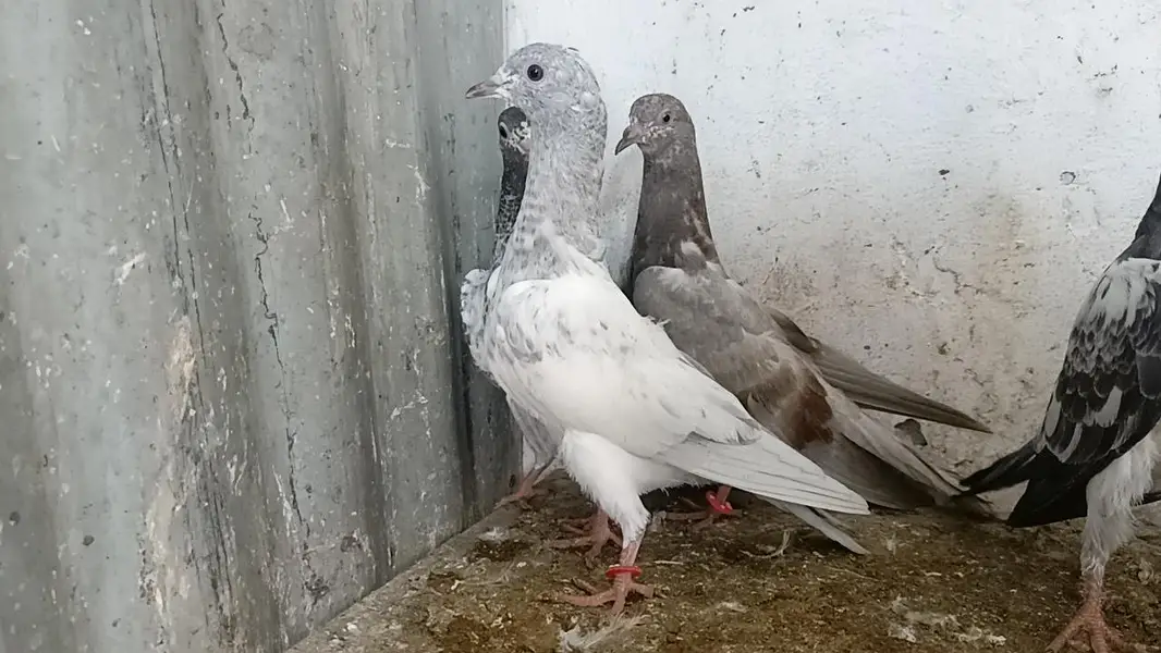 teddy pigeon parwazi bachy — photo 5