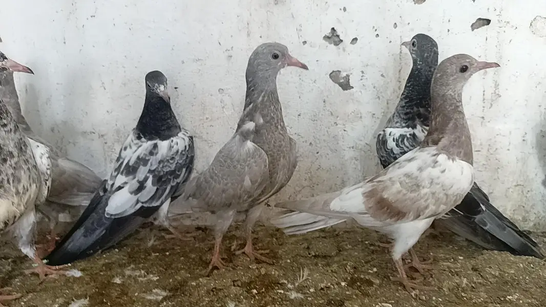 teddy pigeon parwazi bachy — photo 6