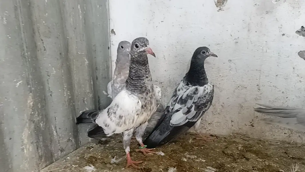 teddy pigeon parwazi bachy — photo 7