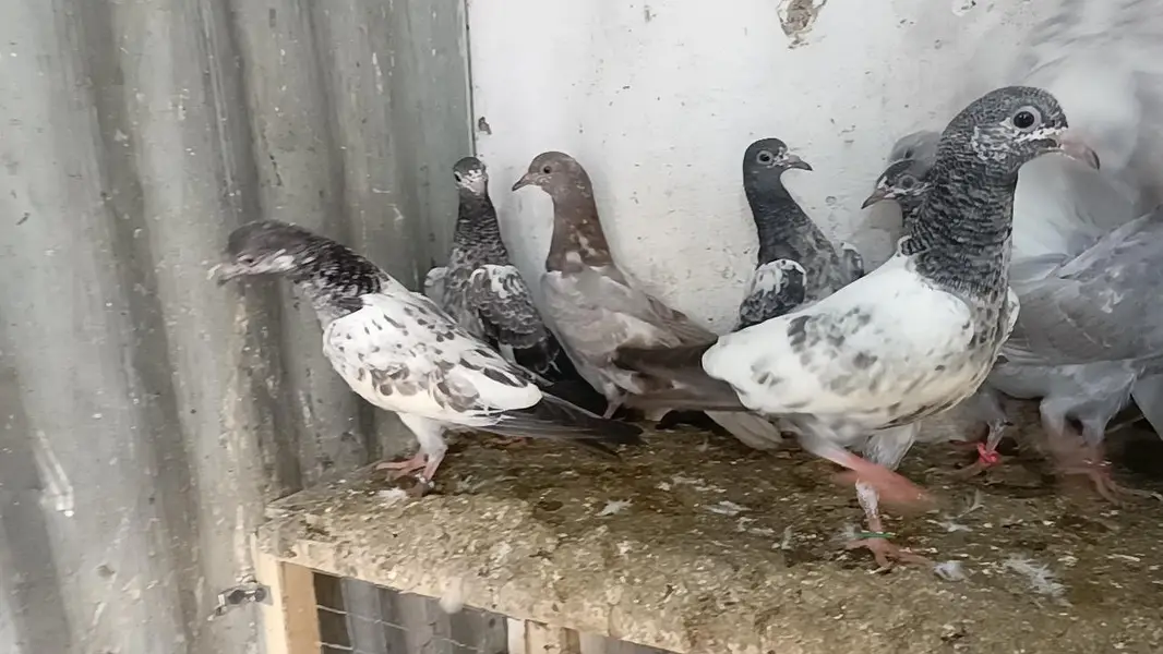 teddy pigeon parwazi bachy — photo 8