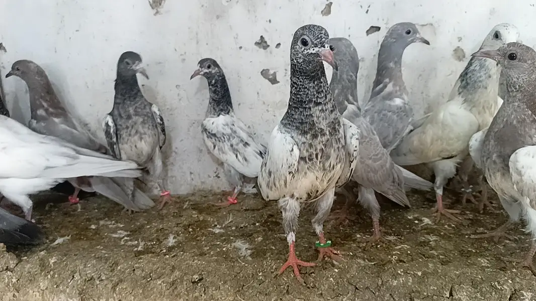 teddy pigeon parwazi bachy — photo 9