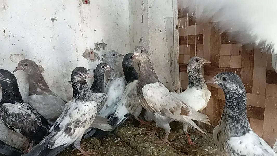 teddy pigeon parwazi bachy — photo 10