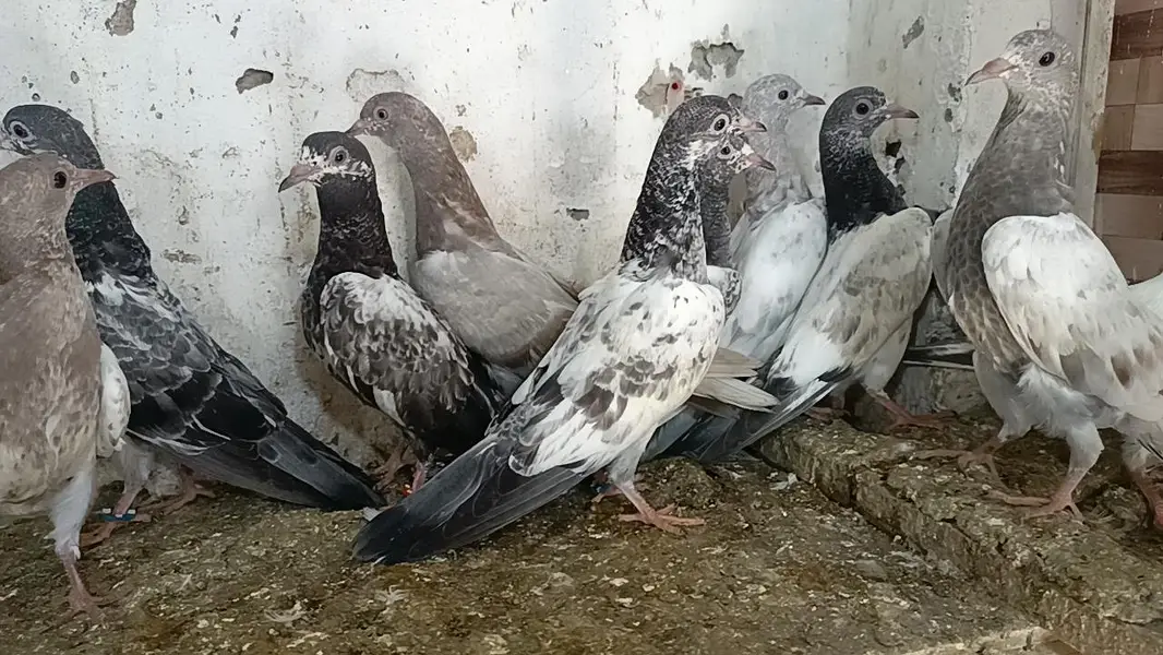 teddy pigeon parwazi bachy — photo 11