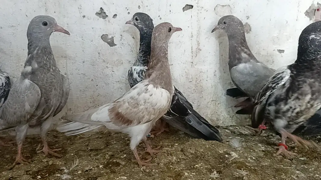 teddy pigeon parwazi bachy — photo 12