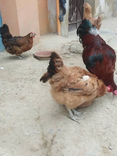 1 aseel murga and 3 Mistri murgis and 1 dessi