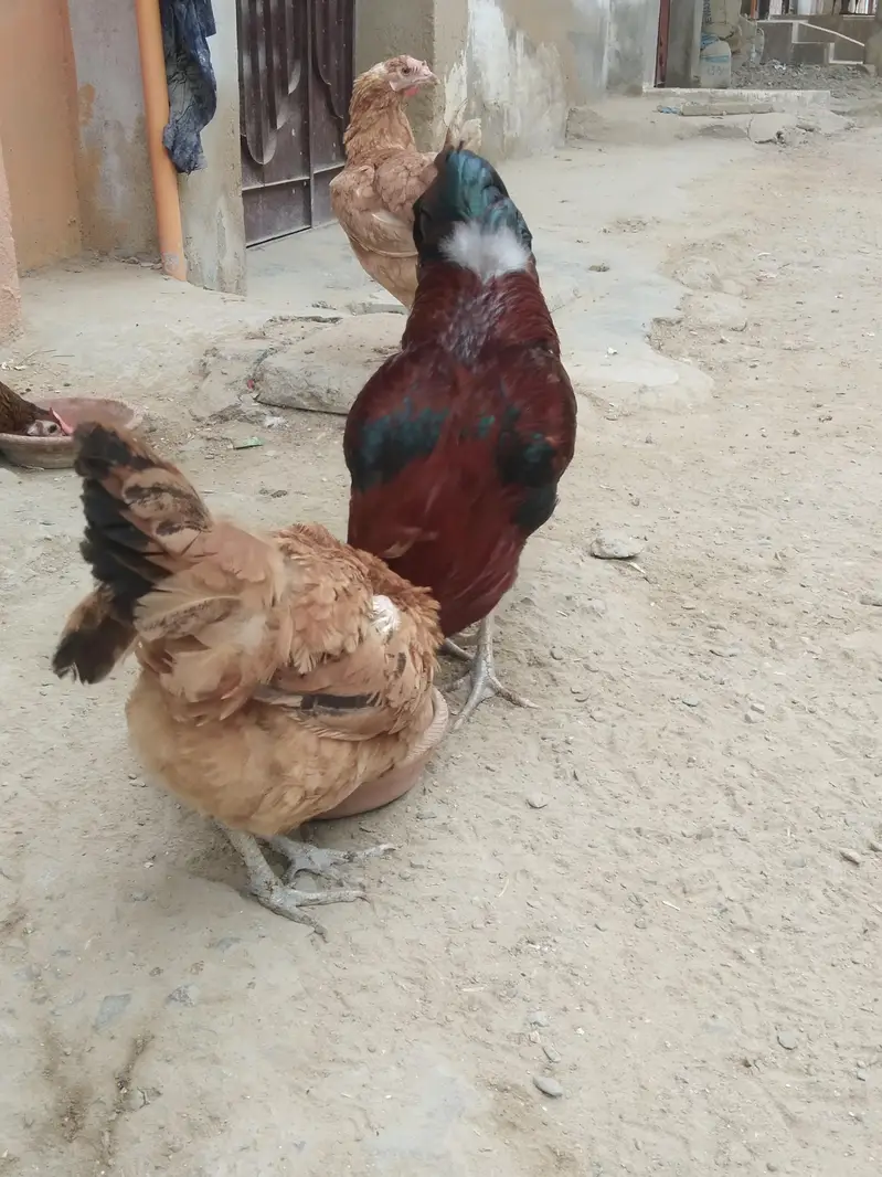 1 aseel murga and 3 Mistri murgis and 1 dessi — photo 2