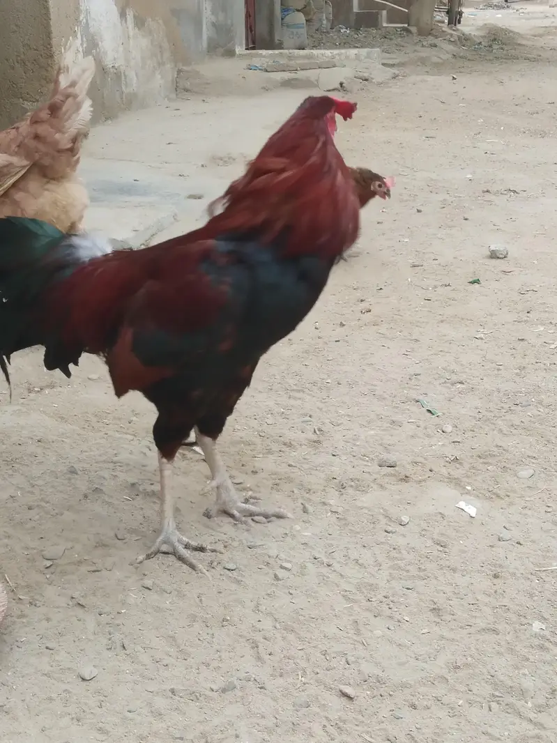 1 aseel murga and 3 Mistri murgis and 1 dessi — photo 3
