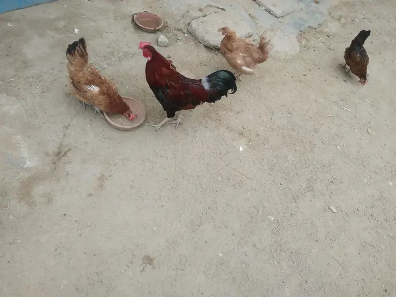 1 aseel murga and 3 Mistri murgis and 1 dessi — photo 4