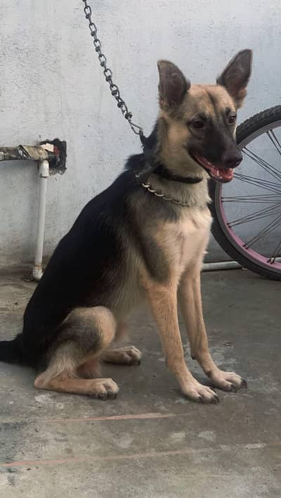 German shepherd male female pair