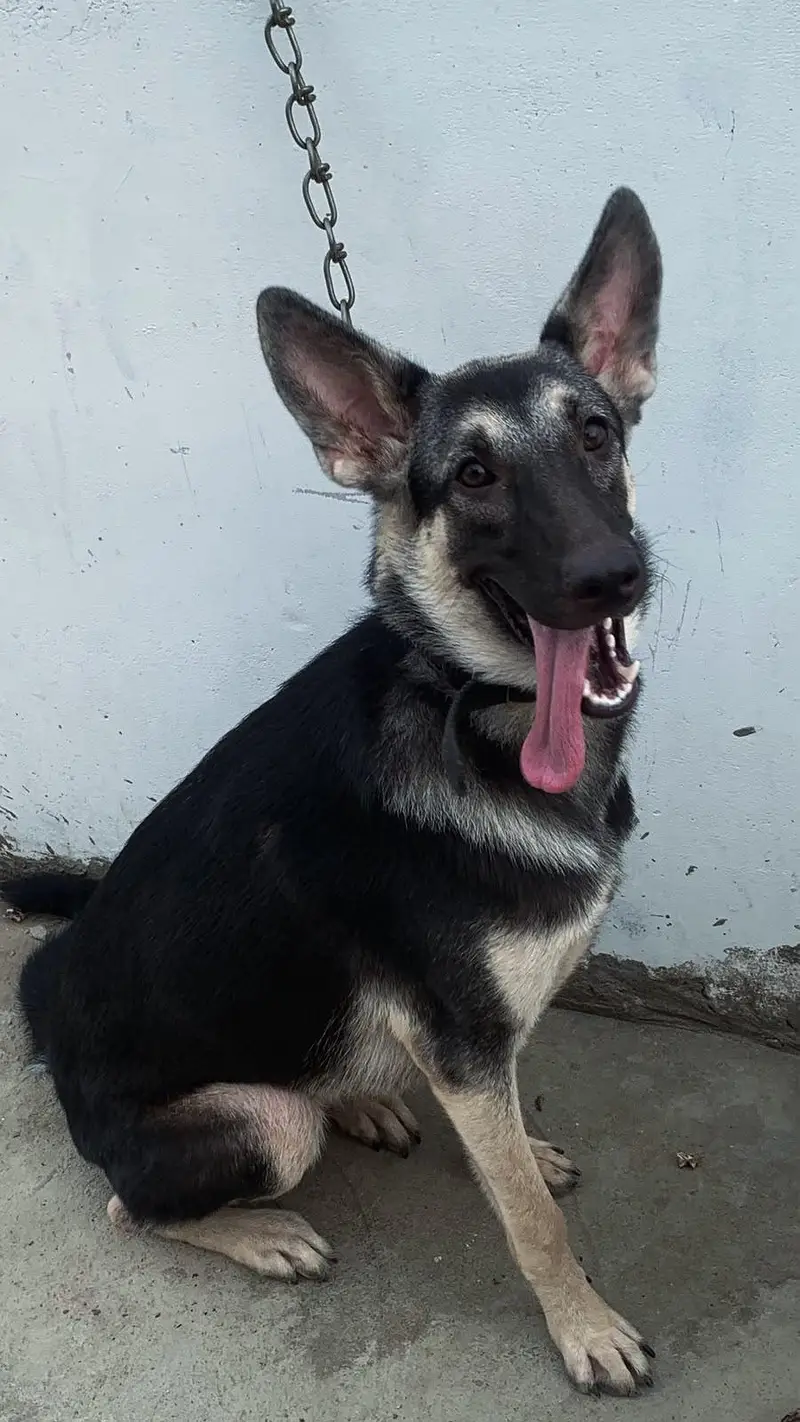 German shepherd male female pair — photo 2