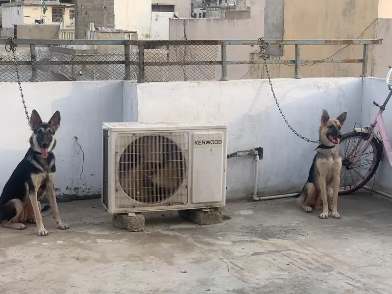 German shepherd male female pair — photo 3