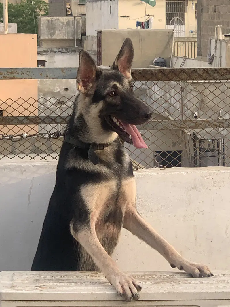 German shepherd male female pair — photo 4