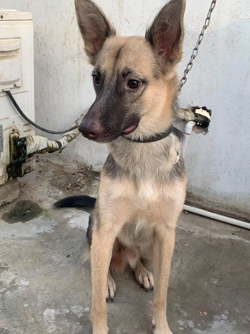 German shepherd male female pair — photo 5