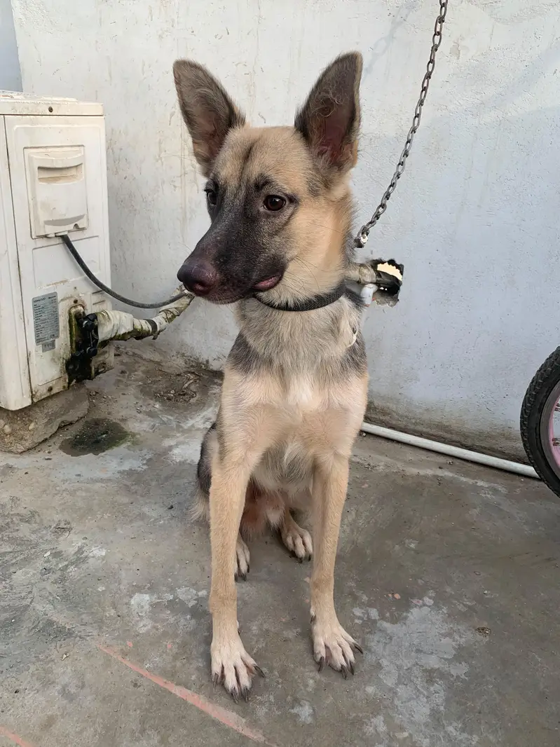 German shepherd male female pair — photo 6