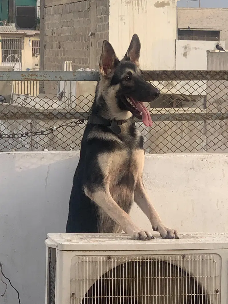German shepherd male female pair — photo 7