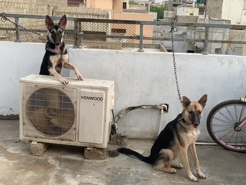 German shepherd male female pair — photo 8