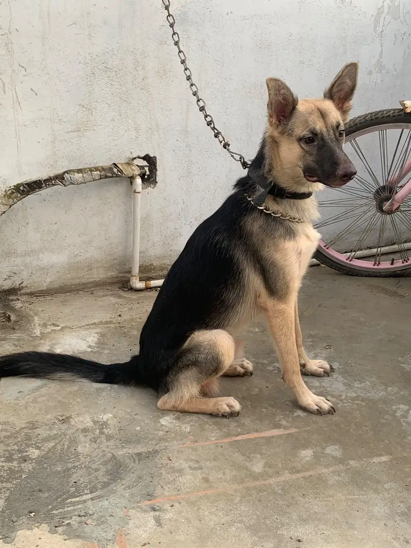 German shepherd male female pair — photo 9