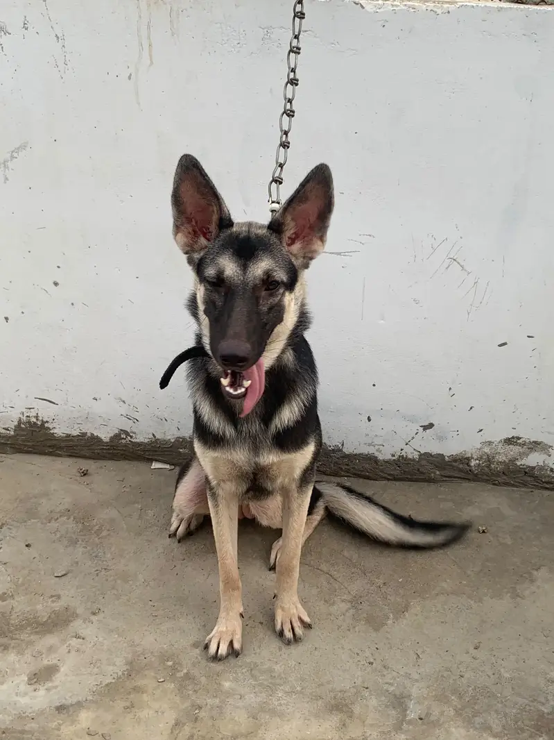 German shepherd male female pair — photo 10