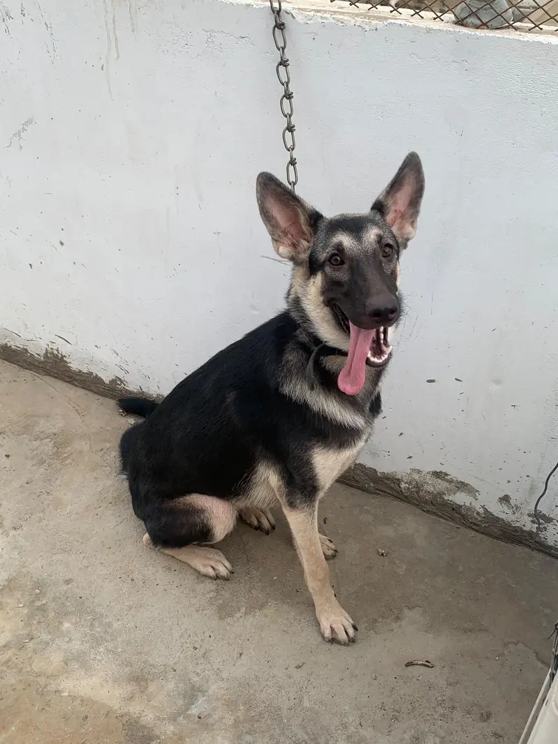 German shepherd male female pair — photo 11