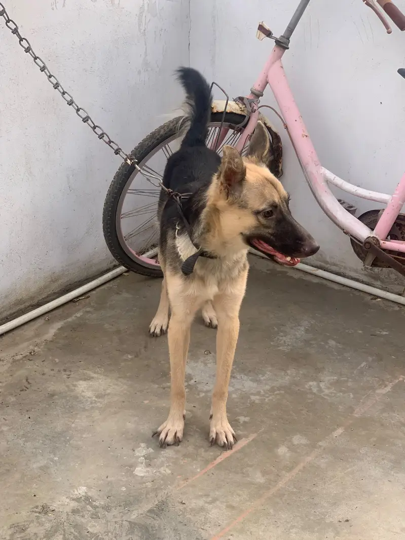 German shepherd male female pair — photo 12