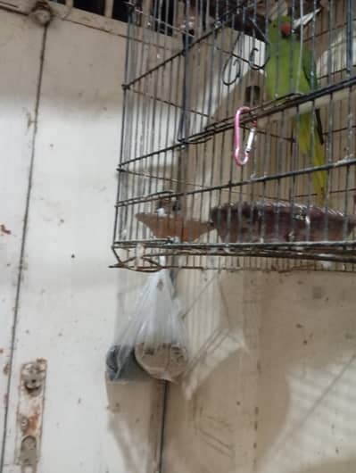 Green female parrot