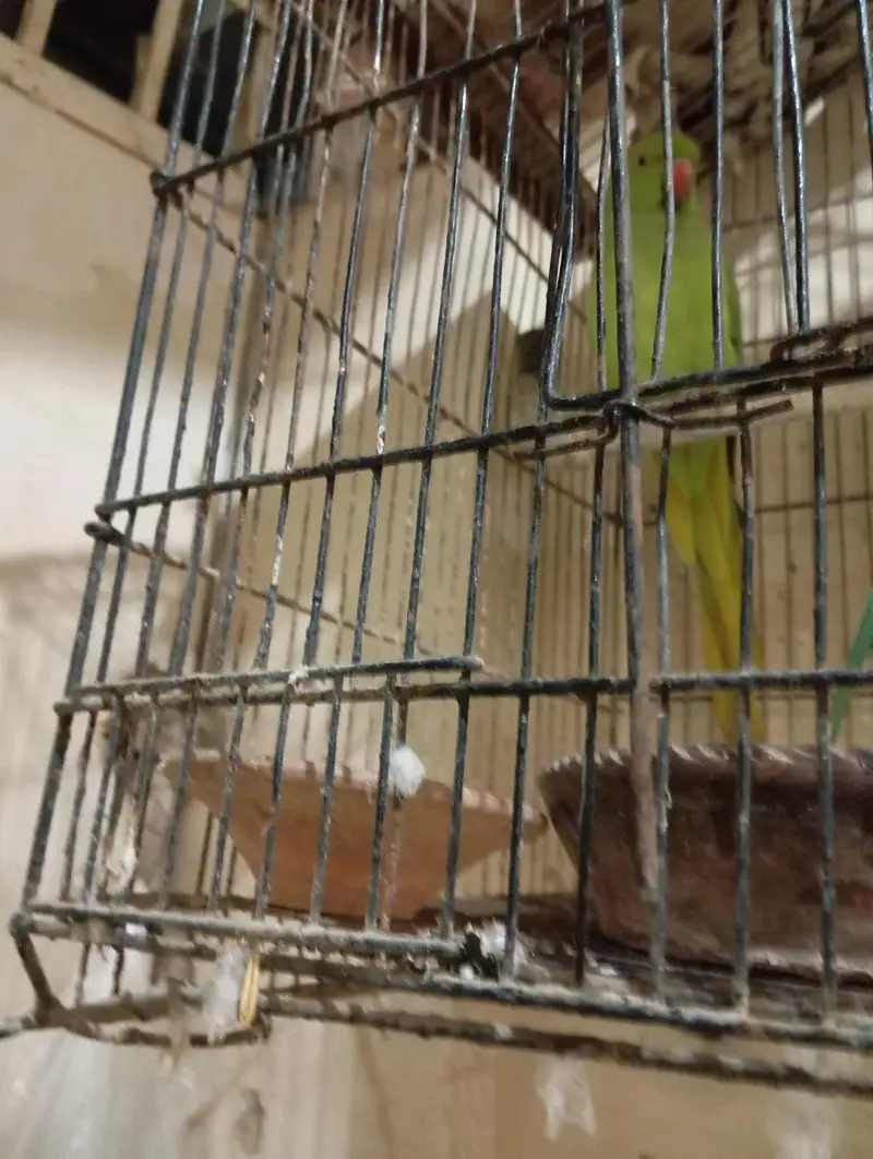 Green female parrot — photo 2