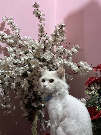 persain cat for adoption.