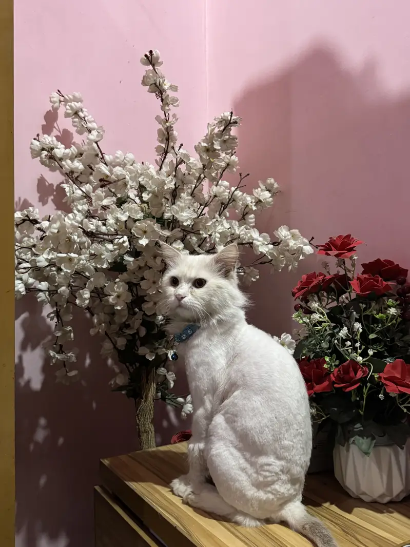 persain cat for adoption. — photo 2