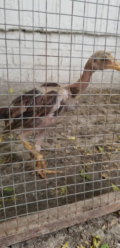 high quality Sindhi breed