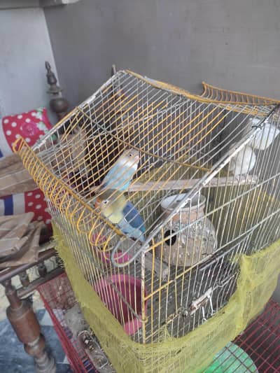 turquoise opline male and albino female and one female blue fisher
