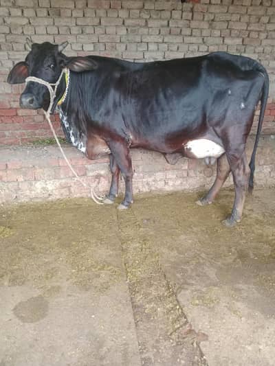 Cow/Freazon Cow/Wachi/Cross Cow/Buffalo