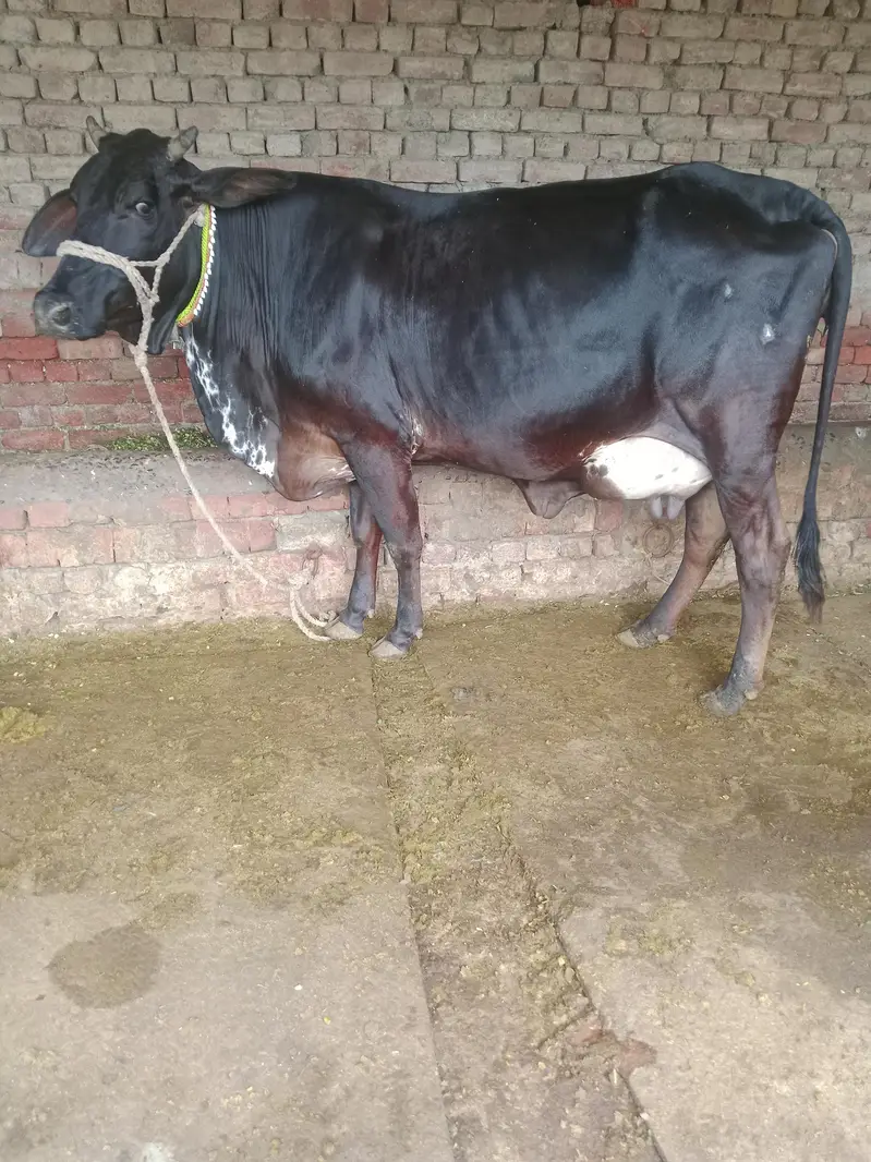 Cow/Freazon Cow/Wachi/Cross Cow/Buffalo — photo 2