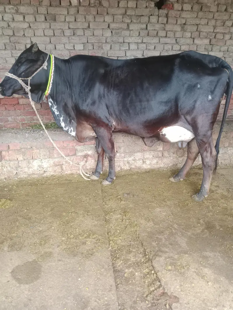 Cow/Freazon Cow/Wachi/Cross Cow/Buffalo — photo 3