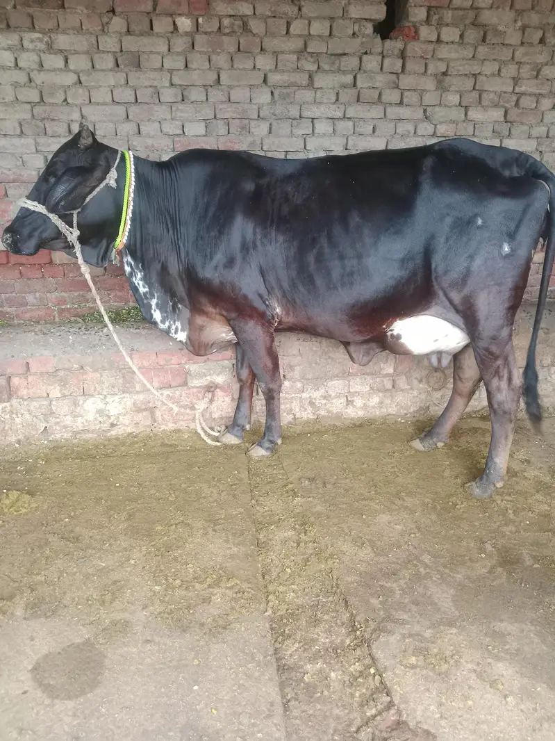 Cow/Freazon Cow/Wachi/Cross Cow/Buffalo — photo 4
