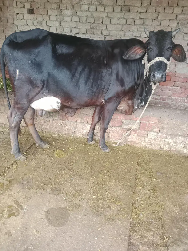 Cow/Freazon Cow/Wachi/Cross Cow/Buffalo — photo 5
