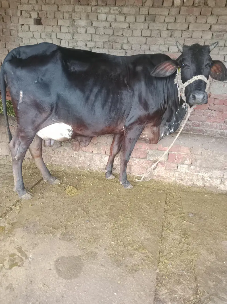 Cow/Freazon Cow/Wachi/Cross Cow/Buffalo — photo 6