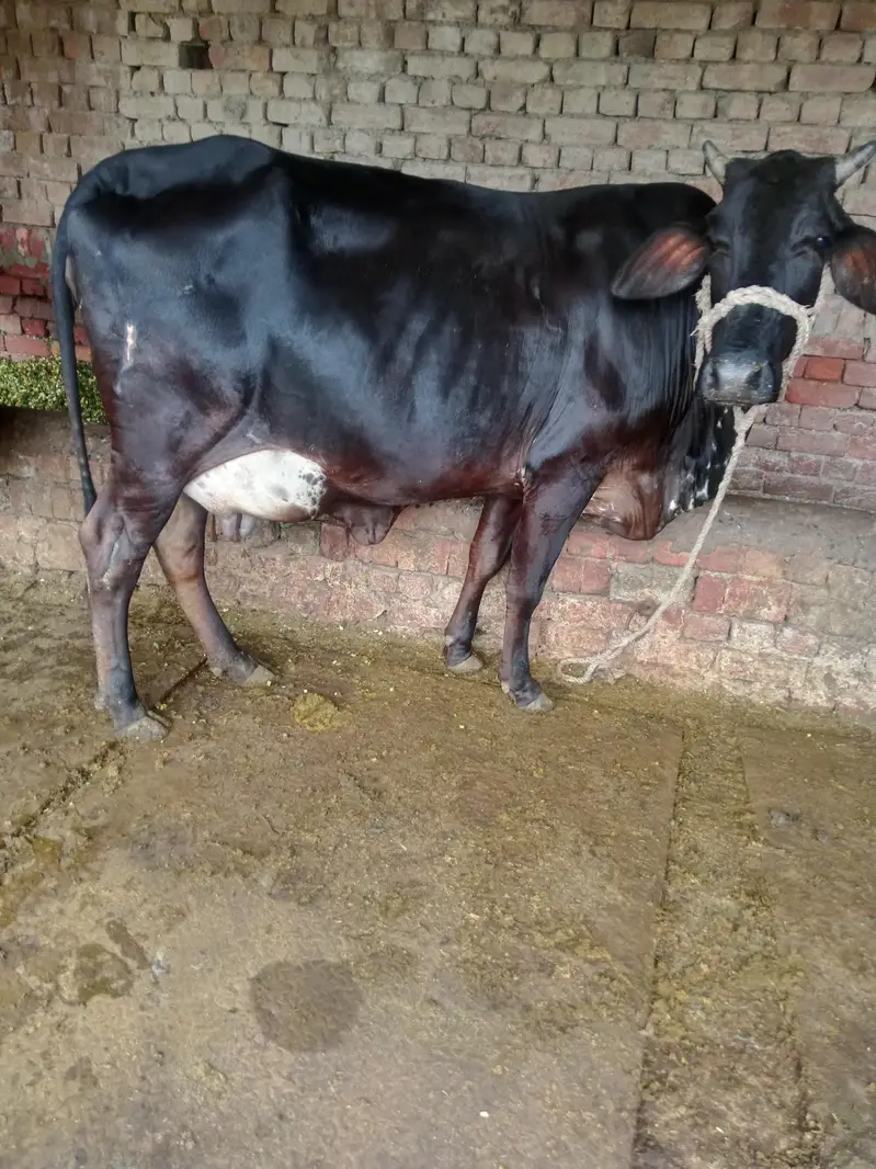 Cow/Freazon Cow/Wachi/Cross Cow/Buffalo — photo 7
